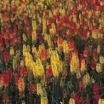 Kniphofia 'Red Hot Poker' Perennial King's Seeds