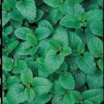 Lemon Balm Perennial Herb Seeds Pack Suffolk Herbs