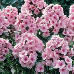 Phlox Paniculata 'White with Red Eye' Perennial Garden Plant (Bareroot)
