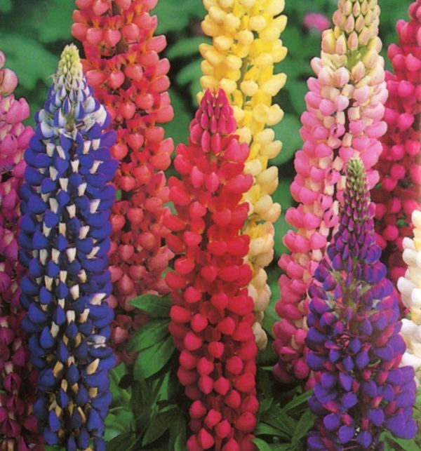 Lupin Russell Hybrids Mixed Pack Kings Perennial Garden Seeds