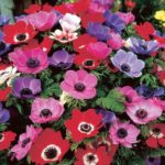 Anemone De Caen Mix Bulbs WPC Prins Bulbs Pack x15 Corms/Bulbs