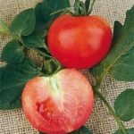 Tomato 'Moneymaker' Pack Kings Vegetable Seeds