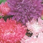 Aster 'Duchess Mixed' Pack Kings Quality Seeds