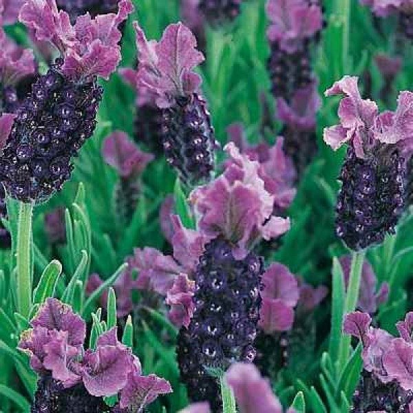 Lavender French Stochea 'Lavita Purple'  Perennial Plug Plants Pack x6