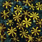 French Marigold 'Mr Majestic' Pack Kings Quality Seeds