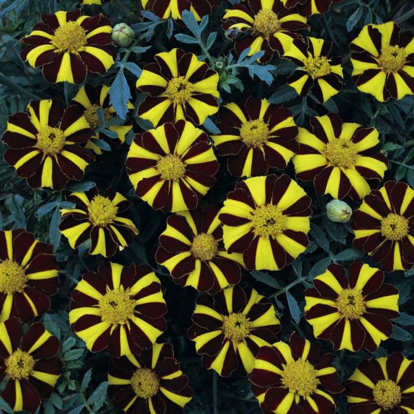 French Marigold 'Mr Majestic' Pack Kings Quality Seeds