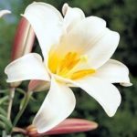 Lilly Lillium 'Regale' Bulb WPC Prins Summer Flowering Bulbs Pack x2