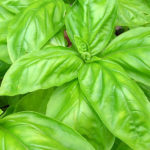 Basil 'Classic Italian' Herb Seeds Pack King's Seed