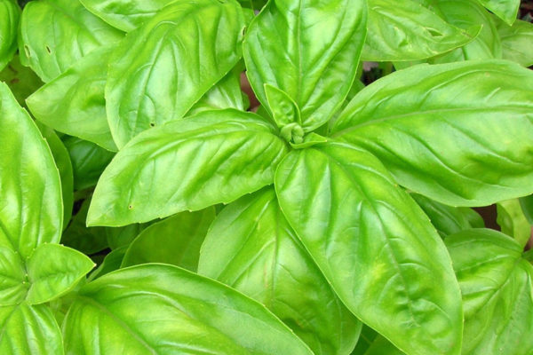Basil 'Classic Italian' Herb Seeds Pack King's Seed