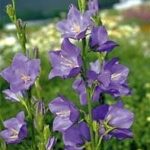 Campanula 'Persicifolia Blue' Perennial Garden Plug Plants Pack x6