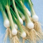 Spring Onion 'White Lisbon' Pack Kings Seeds
