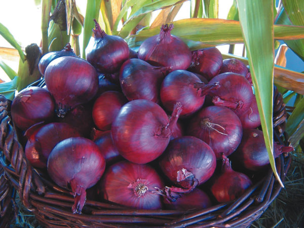 Onion 'North Holland Red Blood' Pack King's Vegetable Seeds