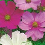 Cosmos Sensation Mixed Pack Kings Flower Seeds
