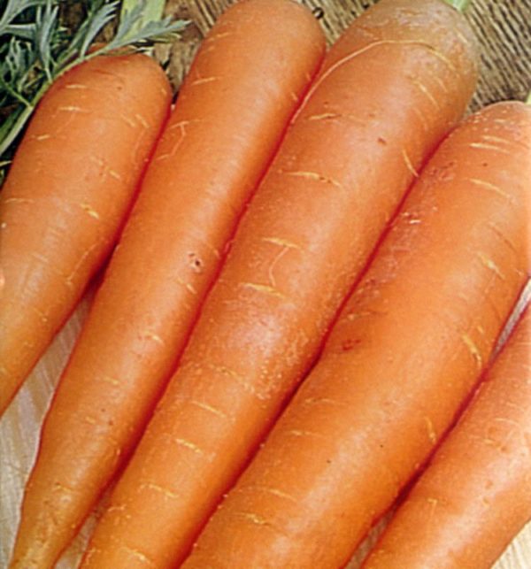 Carrot James Scarlet Intermediate Kings Quality Garden Seeds