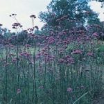 Verbena Bonariensis Perennial Flower Pack King's Seeds