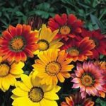 Gazania 'Splendens Mixed' Pack Kings Quality Flower Seeds