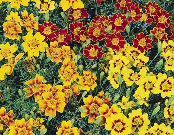 Tagetes 'Starfire' Pack King's Garden Flower Seeds