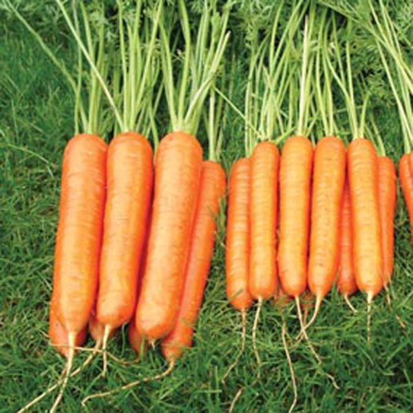 Carrot Sweet Candle F1 Pack Kings Quality Seeds
