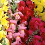 Antirrhinum 'Snap Happy' Mixed Pack Kings Flower Seeds