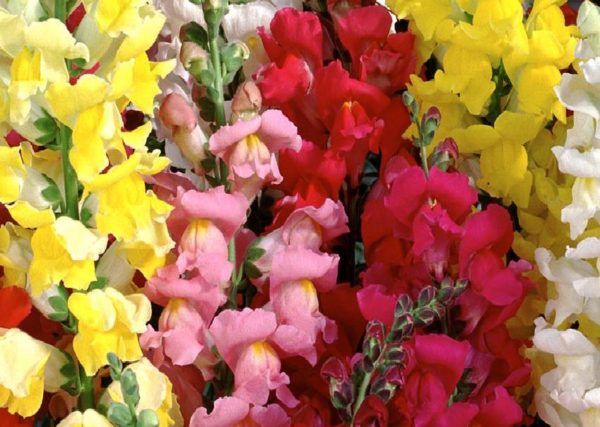 Antirrhinum 'Snap Happy' Mixed Pack Kings Flower Seeds