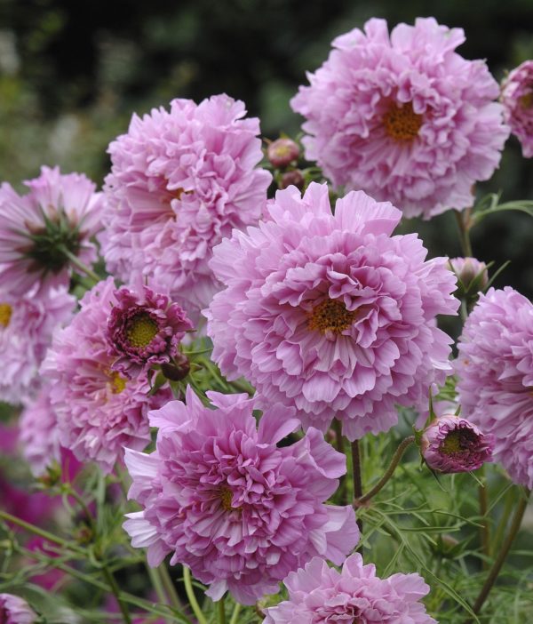Cosmos Double Click 'Rose Bon Bon' King's Pack Flower Seeds