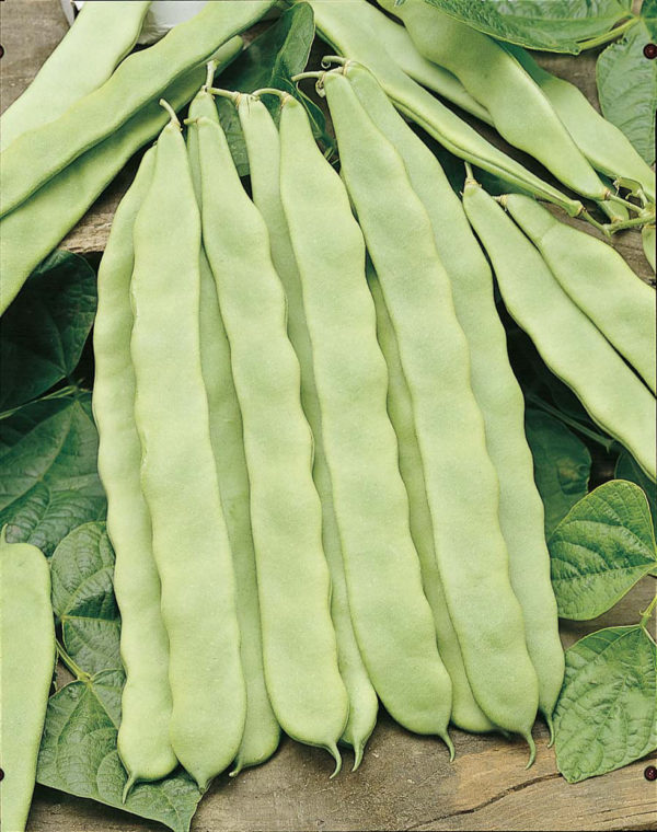 Climbing French Bean Seed 'Hunter' Pack Kings Vegetable Garden Seeds