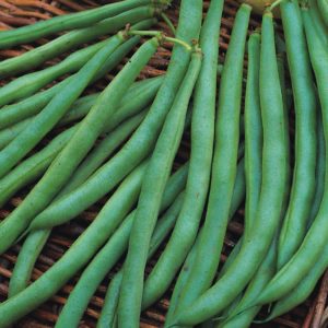 Dwarf French Bean 'Annabel' (Award of Garden Merit) Pack King's Seeds