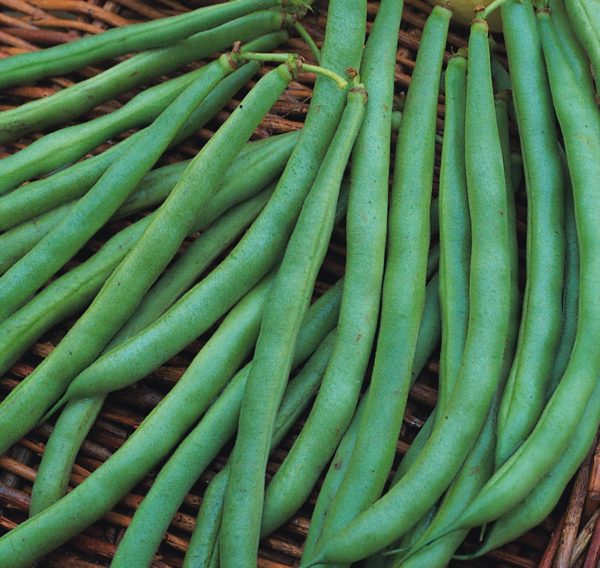 Dwarf French Bean 'Annabel' (Award of Garden Merit) Pack King's Seeds