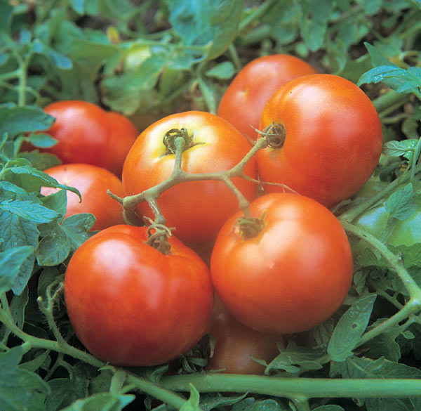 Tomato Seed 'Ailsa Craig' Pack Kings Vegetable Seeds