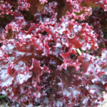 Lettuce 'Lollo Rossa' Pack King's Seeds RHS AGM