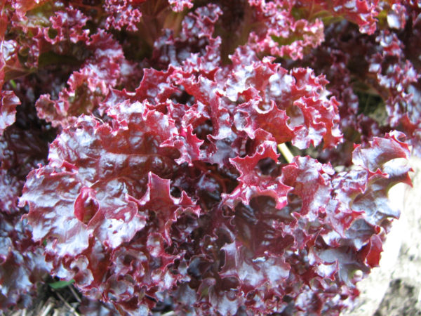Lettuce 'Lollo Rossa' Pack King's Seeds RHS AGM