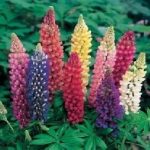 Lupin Russell Hybrids Mixed Pack Kings Perennial Garden Seeds