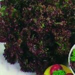 Lettuce 'Lollo Rossa' Pack King's Seeds RHS AGM