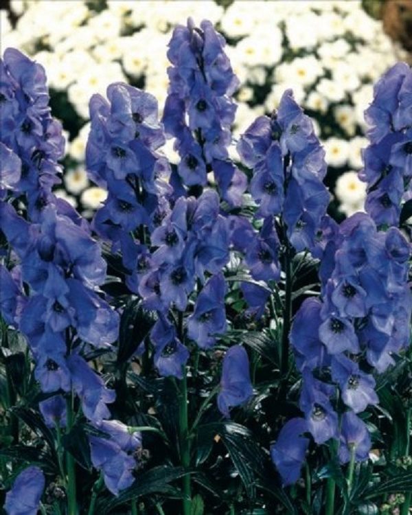 Aconitum (Monks Hood) Bareroot Summer Bulbs/ Tubers Perennial Pack x2