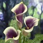 Zantedeschia 'Picasso' Calla Lily Summer Flowering Bulb/Tuber