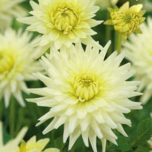 Special Cactus Dahlia /'Tahiti Sunrise/' W.P.C Prins Quality Bulbs /& Tubers