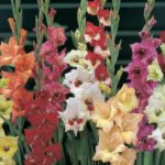 Butterfly Gladioli Pack x10 Mixed Colours WPC Prins Quality Bulbs