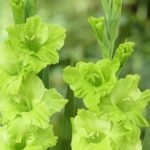 Gladioli 'Green Star' Summer Flowering Bulbs WPC Prins Quality Pack x10