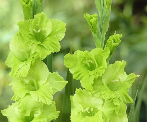 Gladioli 'Green Star' Summer Flowering Bulbs WPC Prins Quality Pack x10