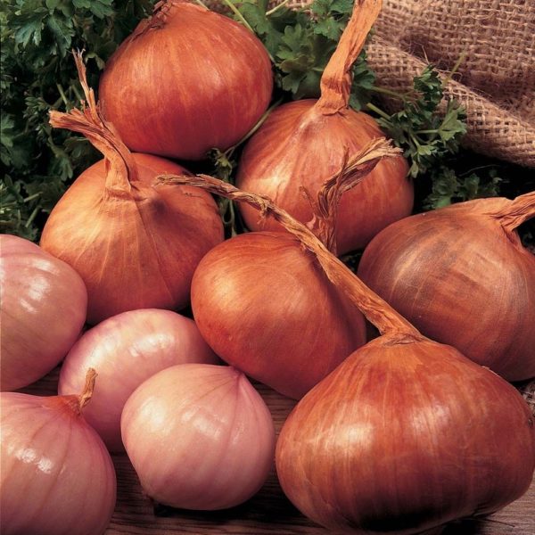 Shallot Onion 'Red Sun' Onion Sets WPC Prins Pack x25 Bulbs