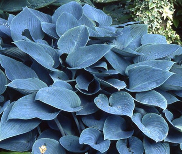 Hosta Halcyon 'Blue Foliage' Perennial Garden Root Summer Flowering