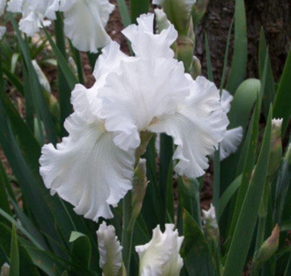 Bearded German Iris 'White' Bulb/Tuber Quality WPC.Prins Summer Flowering
