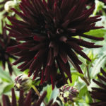 Dahlia 'Trebbiano' Special Decorative Decorative Prins Bulb/Tuber