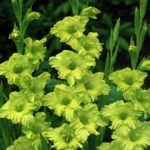 Gladioli 'Green Star' Summer Flowering Bulbs WPC Prins Quality Pack x10