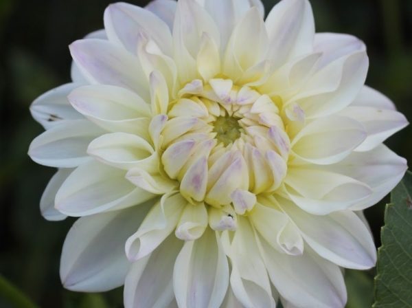 Dahlia Decorative 'Witten' WPC Prins Flowering Bulbs & Tubers