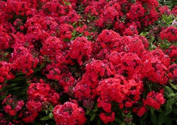 Phlox Paniculata 'Red' Perennial Garden Plant Root/Tuber Summer Flowering