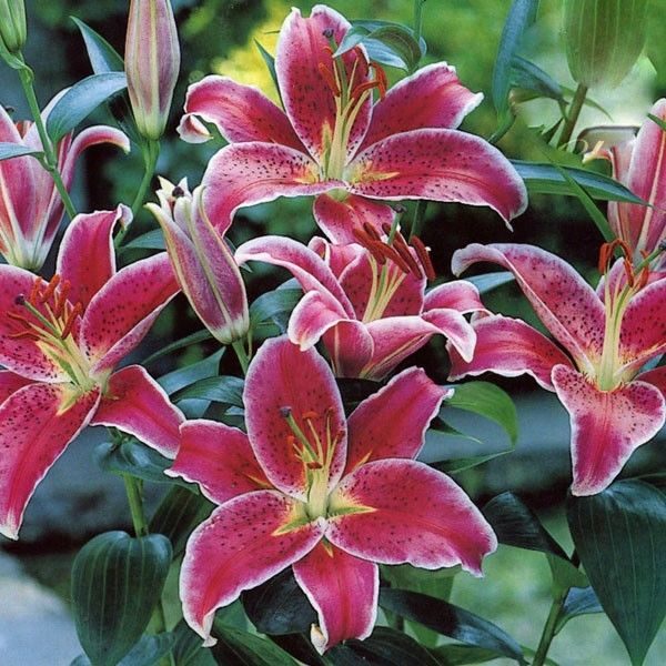 Oriental Lily 'Stargazer' Top Quality WPC Prins Summer Bulbs Pack 2 Bulbs/Tubers