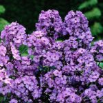 Phlox Paniculata 'Blue' Perennial Plant Root/Tuber Summer Flowering Bare root