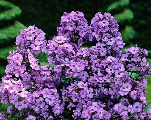 Phlox Paniculata 'Blue' Perennial Plant Root/Tuber Summer Flowering Bare root