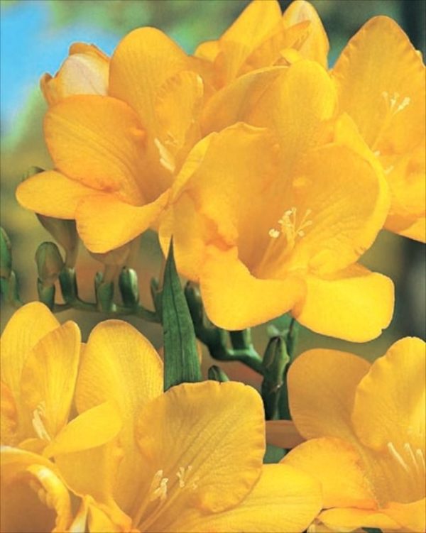 Freesia 'Single Yellow' WPC Prins Quality Summer Bulbs/Tubers Pack x20